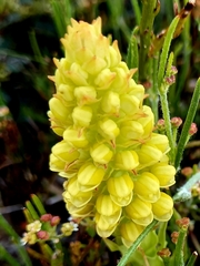 Pterygodium bicolorum