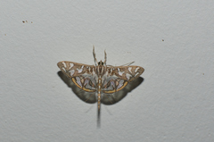 Nausinoe