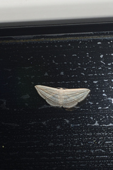 Scopula opicata