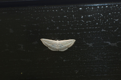 Scopula opicata