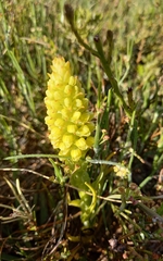 Pterygodium bicolorum