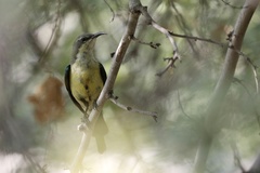 Cinnyris pulchellus pulchellus