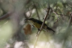 Cinnyris pulchellus pulchellus