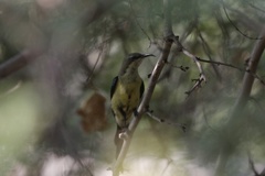 Cinnyris pulchellus pulchellus