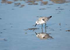 Calidris alba