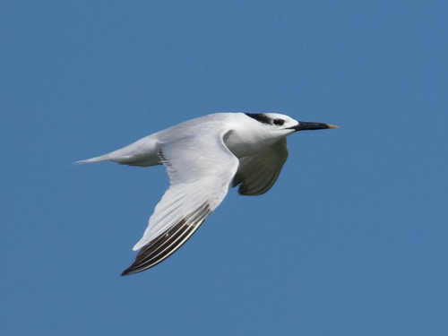 Sandwich Tern