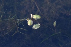 Potamogeton vaseyi
