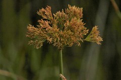 Cyperus sensilis