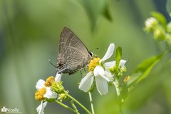 Deudorix epijarbas menesicles