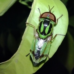 Hedriodiscus pulcher