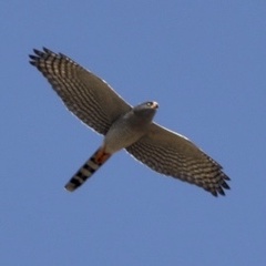 Micronisus gabar niger