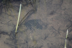 Lithobates montezumae