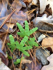 Lygodium palmatum image