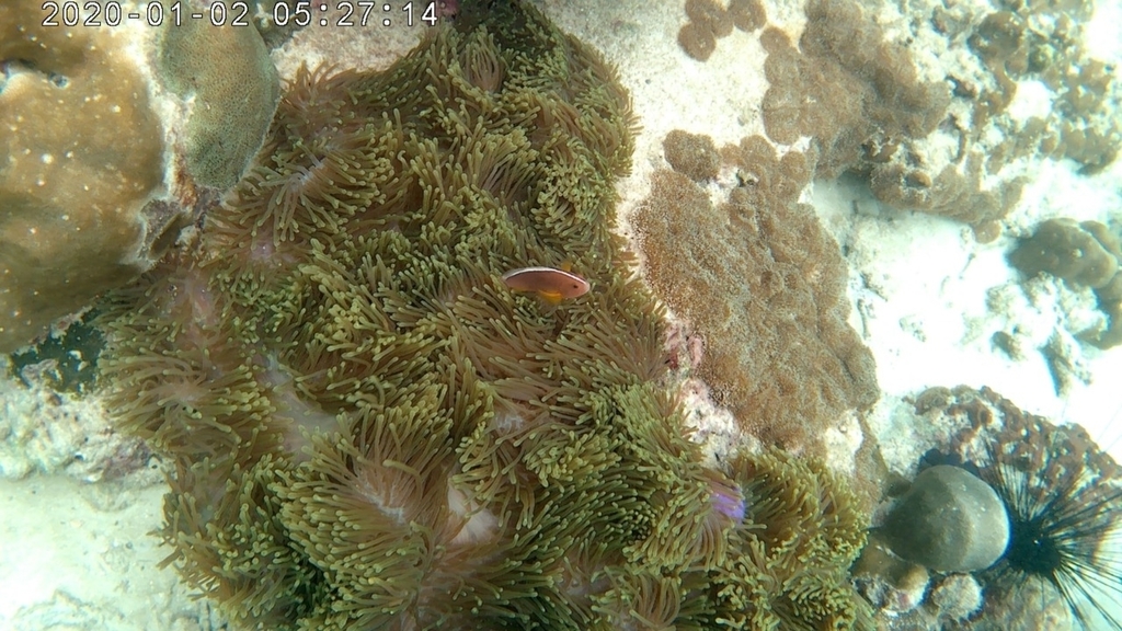 Skunk clownfish