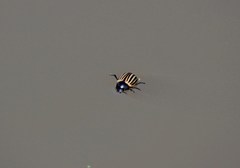 Leptinotarsa melanothorax