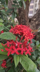 Ixora coccinea