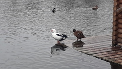 Cairina moschata domestica