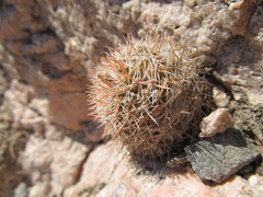 Parodia