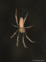 Larinia directa