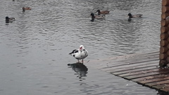 Cairina moschata domestica