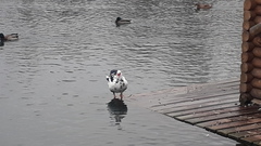 Cairina moschata domestica