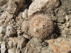 Parodia