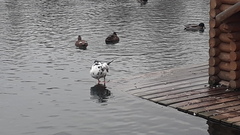 Cairina moschata domestica