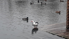 Cairina moschata domestica