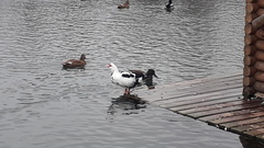 Cairina moschata domestica
