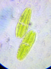 Netrium digitus