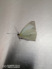 Leptophobia aripa elodia