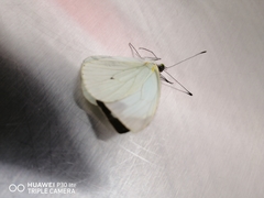 Leptophobia aripa elodia