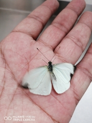 Leptophobia aripa elodia