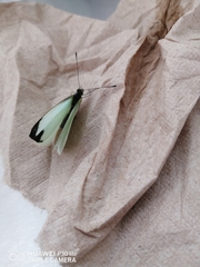 Leptophobia aripa elodia