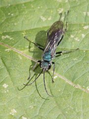 Auplopus architectus