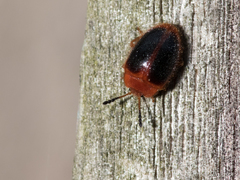 Stenotarsus hispidus