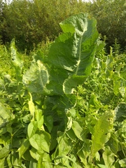 Armoracia sisymbrioides