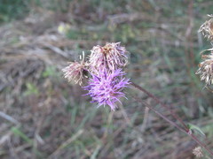 Centaurea scabiosa apiculata