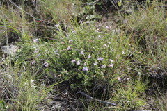 Salvia axillaris