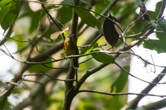 Myrmotherula menetriesii