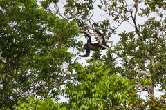 Alouatta nigerrima