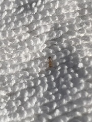 Myrmicinae