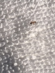 Myrmicinae