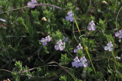 Salvia axillaris