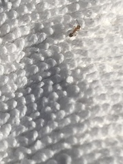 Myrmicinae