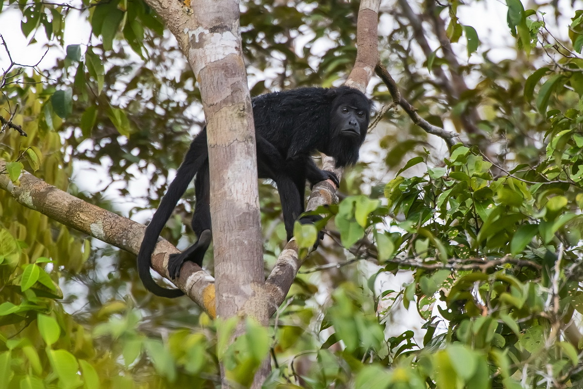 387182_black_crested_macaque_4.png
