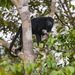 Amazon Black Howler Monkey - Photo (c) Leonardo Merçon, some rights reserved (CC BY-NC), uploaded by Leonardo Merçon