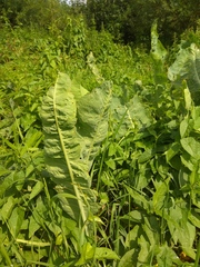 Armoracia sisymbrioides