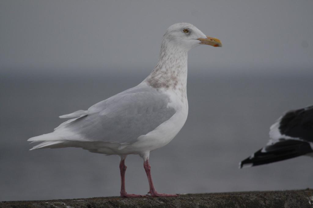 Foto de Glaucous Gull