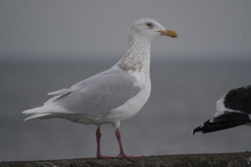 Glaucous Gull